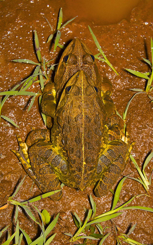 Jerdon's Bullfrog